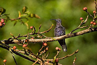 玩家请愿《刺客信条：影》取消发售人数逼近10万 各种问题